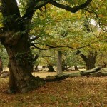 201305100853_kastanka