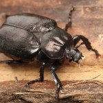 201305100853_pachnik