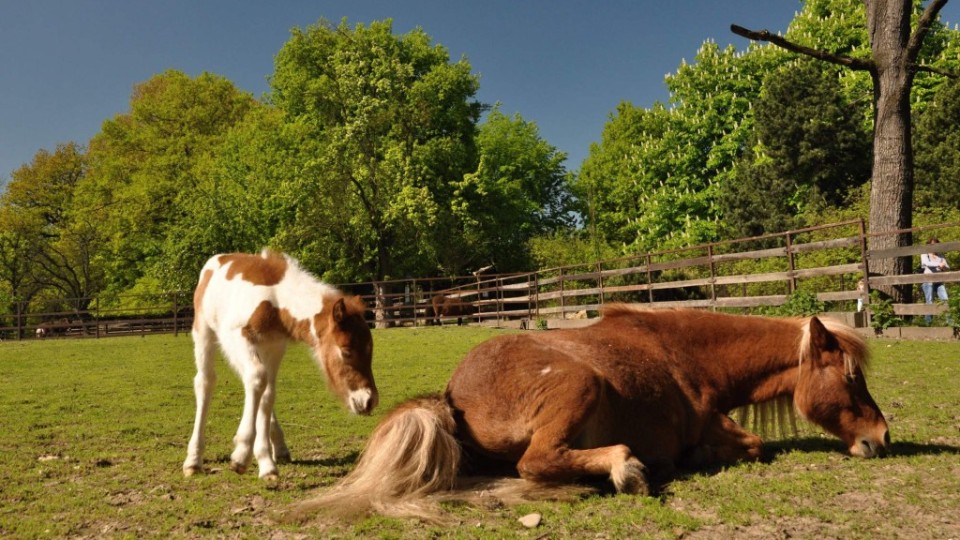 201305151920_dsc_0281