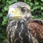 201306250927_976021_673609005989380_1509498690_o