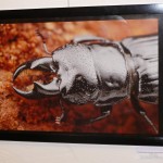 201409251258_p1230242