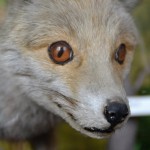 201203280053_dsc_0347