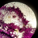 201503040910_20150302_162013