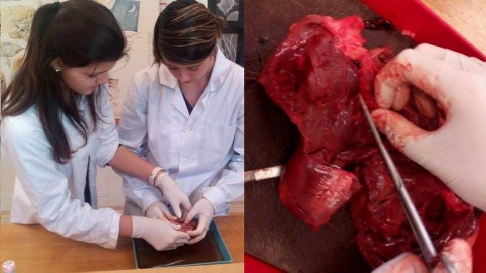 12506619_1182070088487805_1387968451_yn