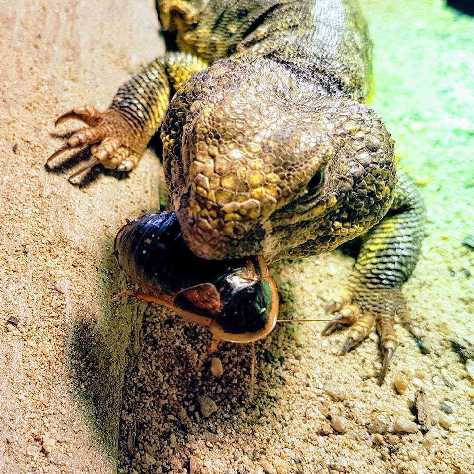 19702177_1746964161987951_2471321020043507916_n