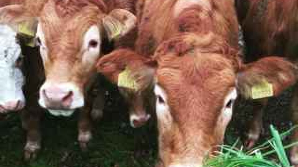 55704790_2336728749897630_6242488802980397056_n (1)