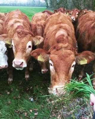 55704790_2336728749897630_6242488802980397056_n (1)