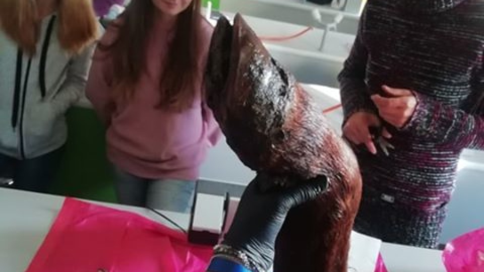 70310266_779109769188656_299252851371147264_n