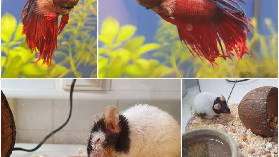 80462254_3648624205155261_949885232155197440_o