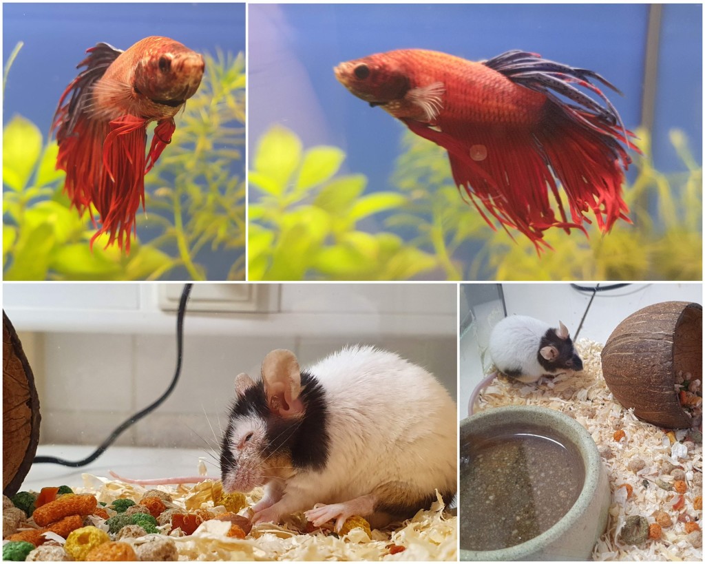 80462254_3648624205155261_949885232155197440_o