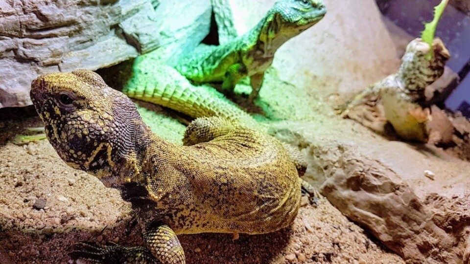 123708767_5017853208232347_5327590327940450224_o