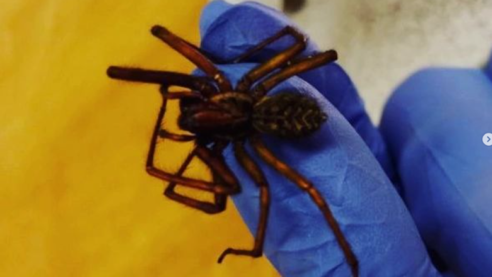 2022-07-12 19_56_24-Schola Humanitas (@shumanitas) • Fotky a videa na Instagramu a 5 dalších stránek