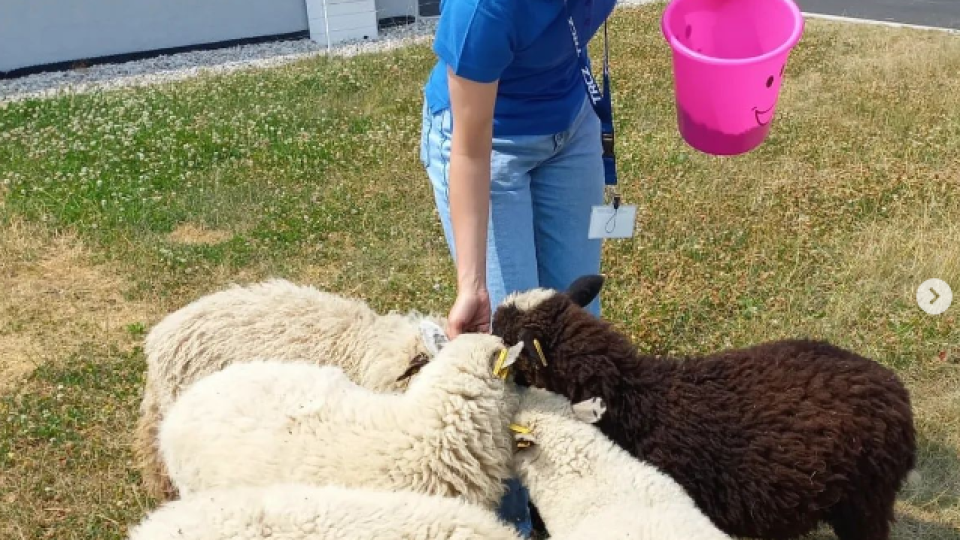 2022-07-13 11_11_29-Schola Humanitas (@shumanitas) • Fotky a videa na Instagramu a 14 dalších stráne