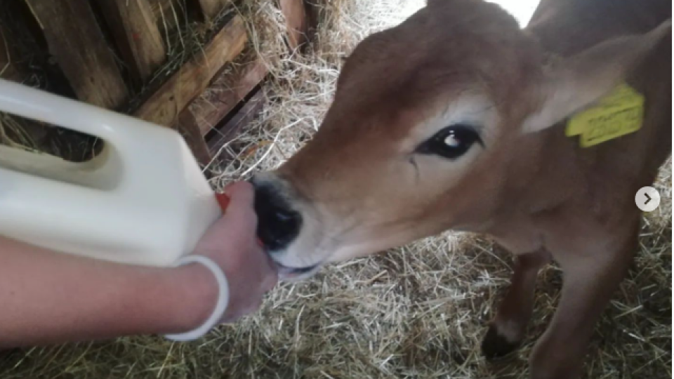 2022-07-13 11_11_48-Schola Humanitas (@shumanitas) • Fotky a videa na Instagramu a 14 dalších stráne